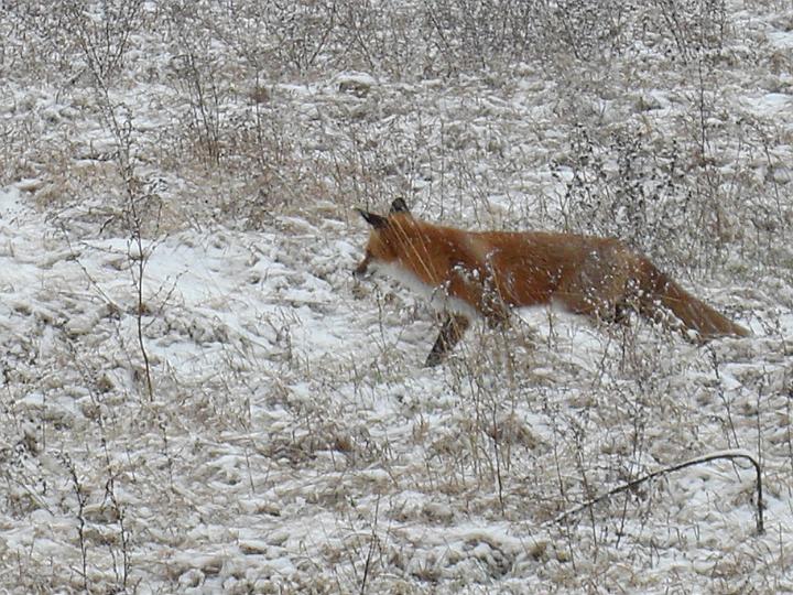 Christmas Fox 2007 003.JPG